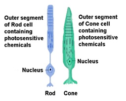 Rods & Cones Transplanted through Stem Cells | WonderBaby.org