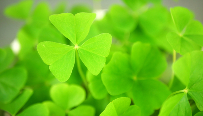 Bright green shamrocks